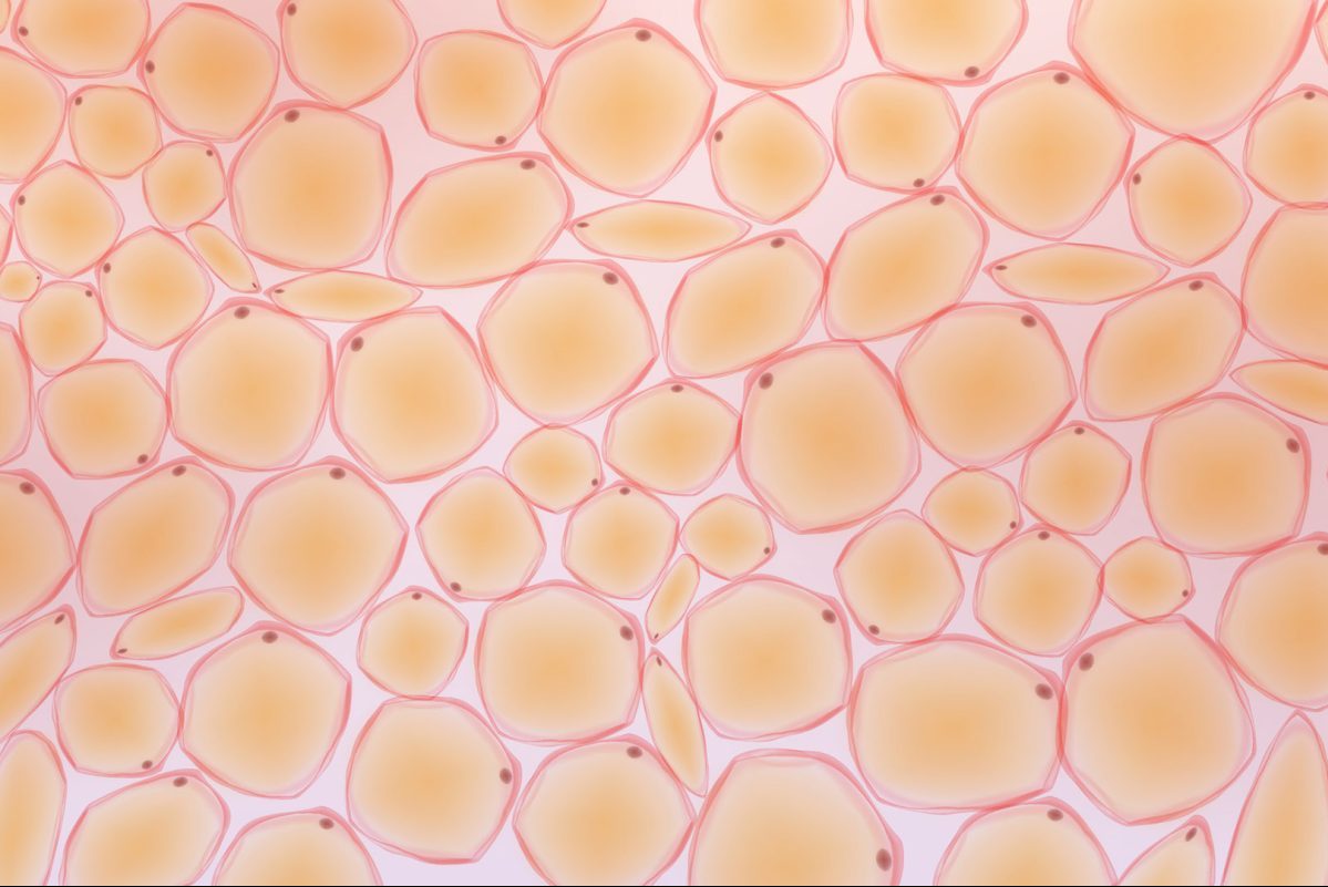 Επιστήμονες μετέτρεψαν το σωματικό λίπος σε όπλο κατά της οστεοπόρωσης