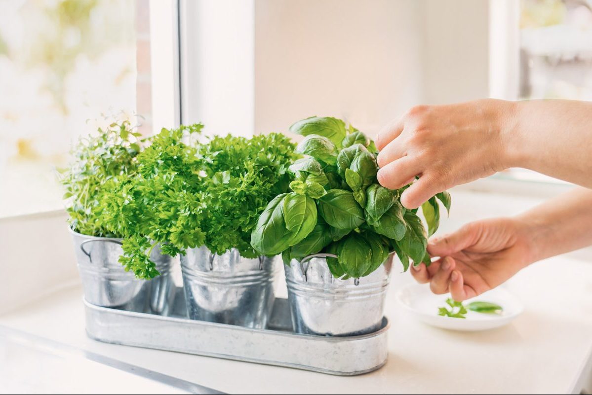 7+1 βότανα και μπαχαρικά που βελτιώνουν την υγεία και απογειώνουν τη γεύση