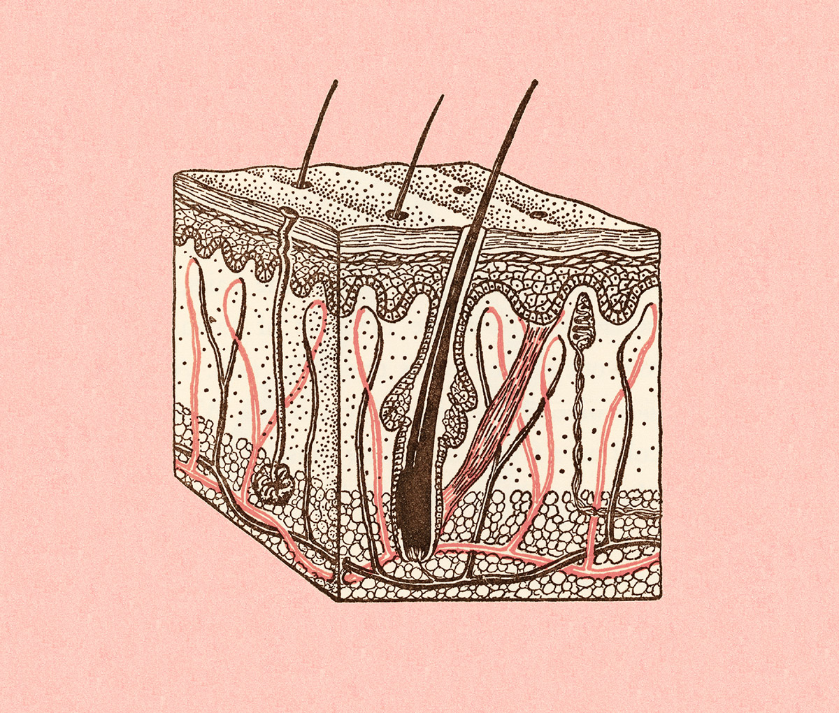 Η νέα θεραπεία για την τριχόπτωση κάνει τα μαλλιά να ξαναφυτρώσουν