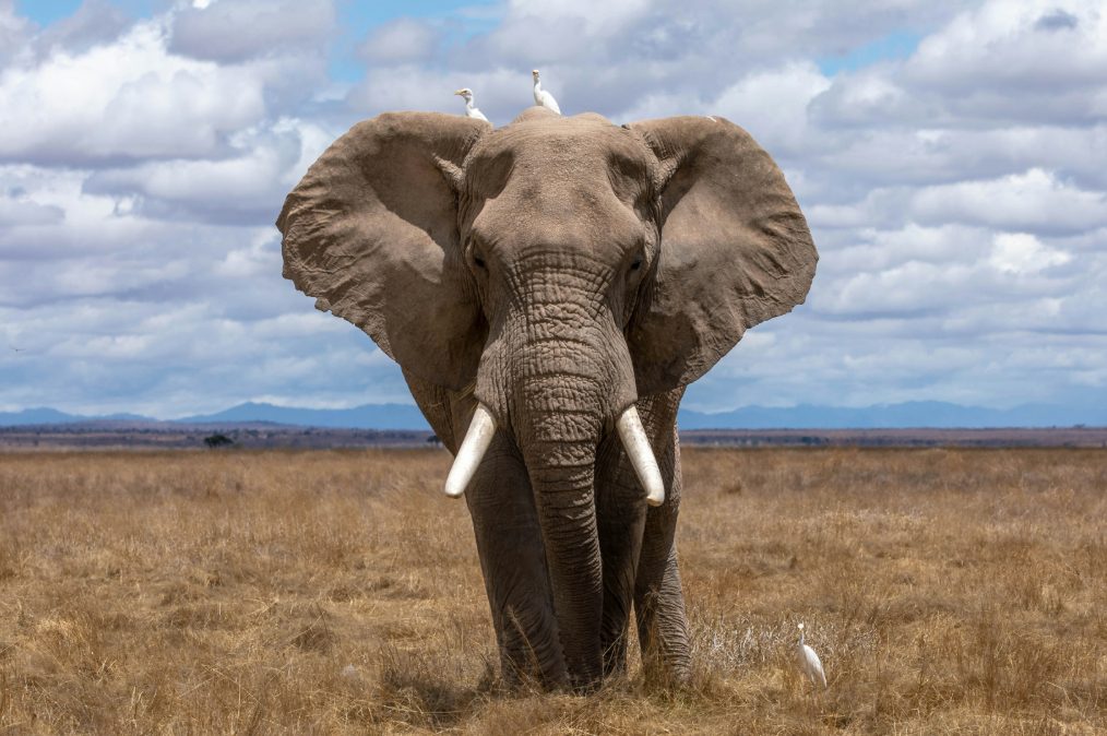 Καμήλες, ελέφαντες και τυφλοπόντικες τα νέα όπλα κατά της άνοιας