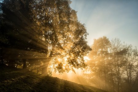Τα δέντρα επικοινωνούν με τρόπους που δεν φαντάζεσαι