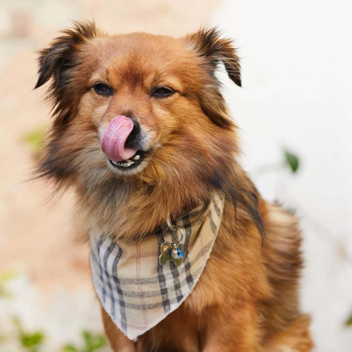 Pet friendly στέκια στην Αθήνα που θα ευχαριστηθεί και το κατοικίδιό σας