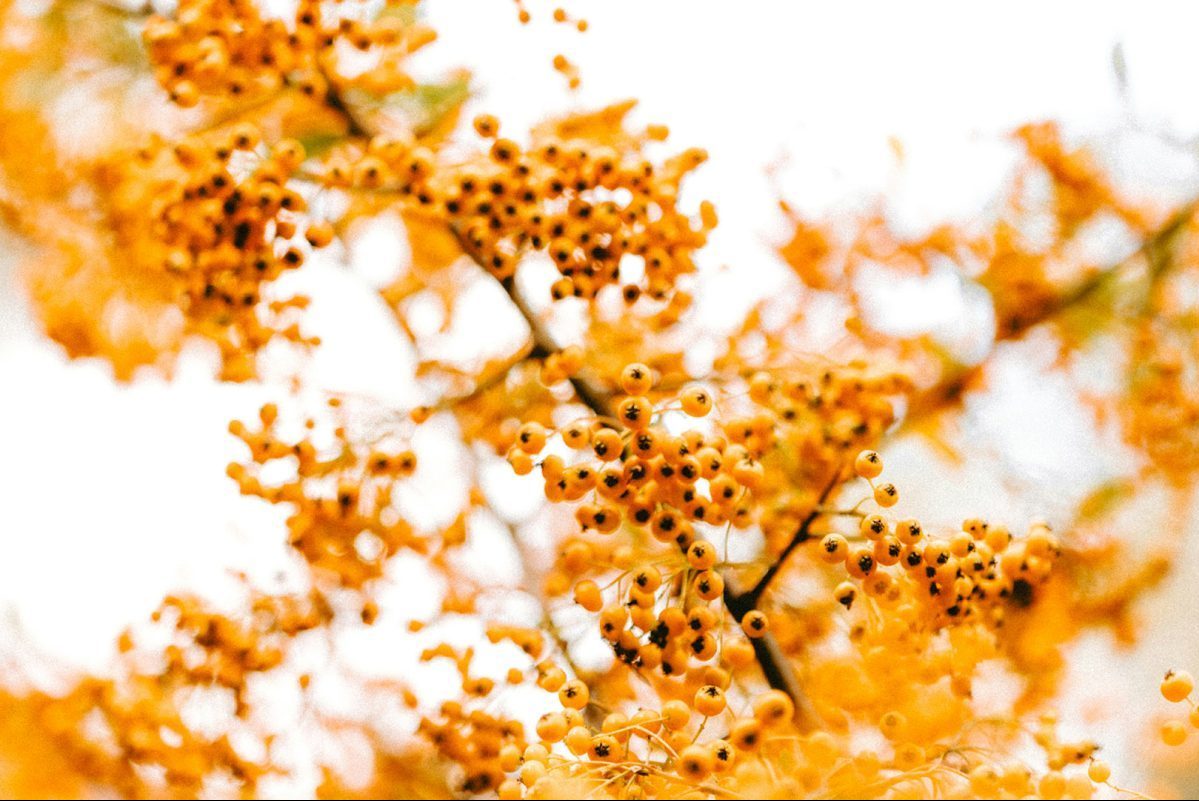 φυσικά συστατικά, ευαίσθητη επιδερμίδα