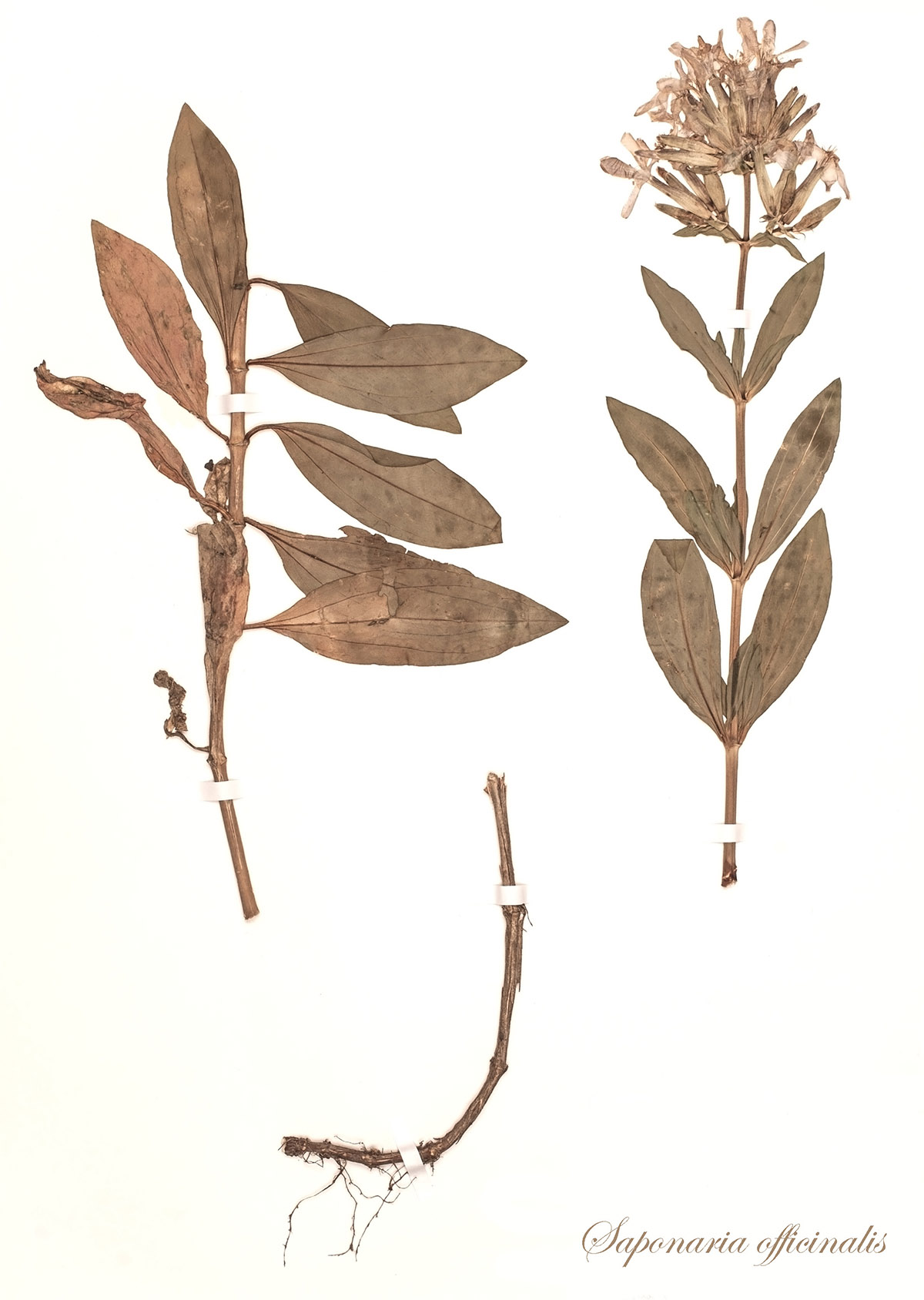 Δεν φαντάζεσαι τι είναι το τσουένι που υπάρχει στα συστατικά του χαλβά σου