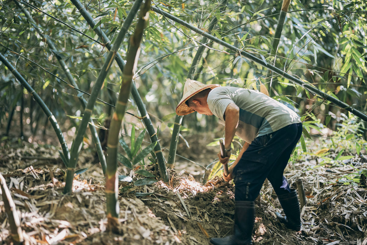 6+1 λόγοι να βάλεις το μπαμπού στη λίστα σου με τα superfoods