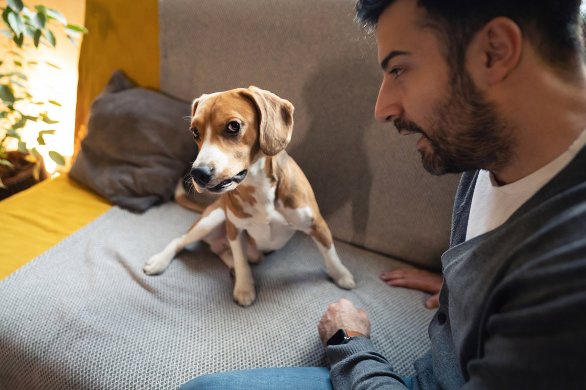 Συμπεριφορά σκύλου