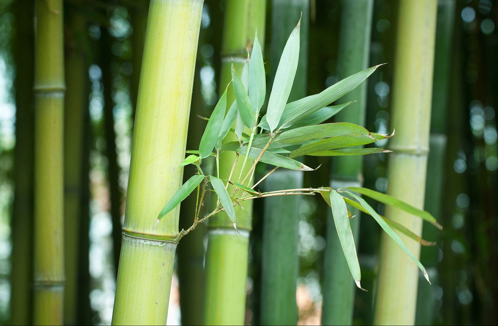 6+1 λόγοι να βάλεις το μπαμπού στη λίστα σου με τα superfoods