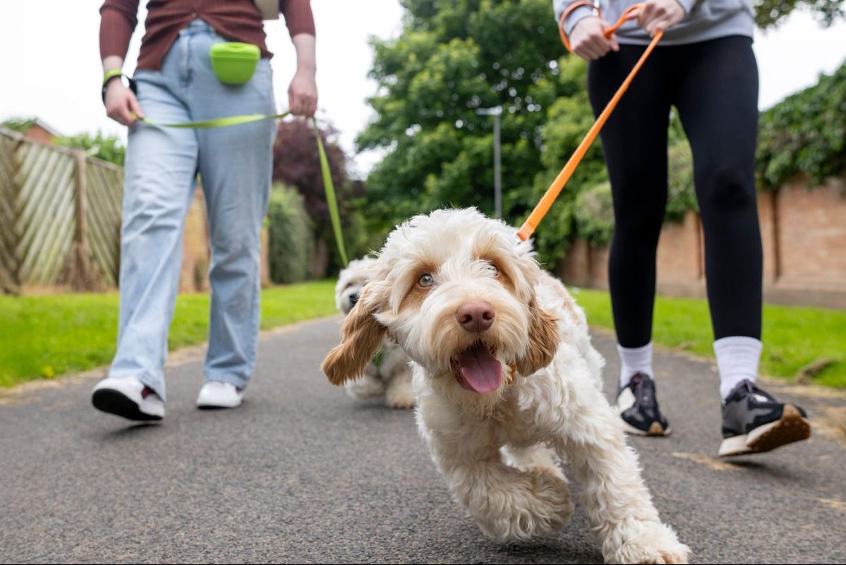 Συμπεριφορά σκύλου