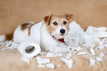 Ήξερες ότι όλοι οι σκύλοι έχουν προβληματική συμπεριφορά;
