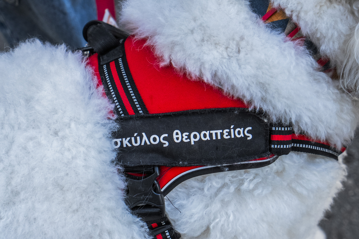 σκύλος θεραπείας