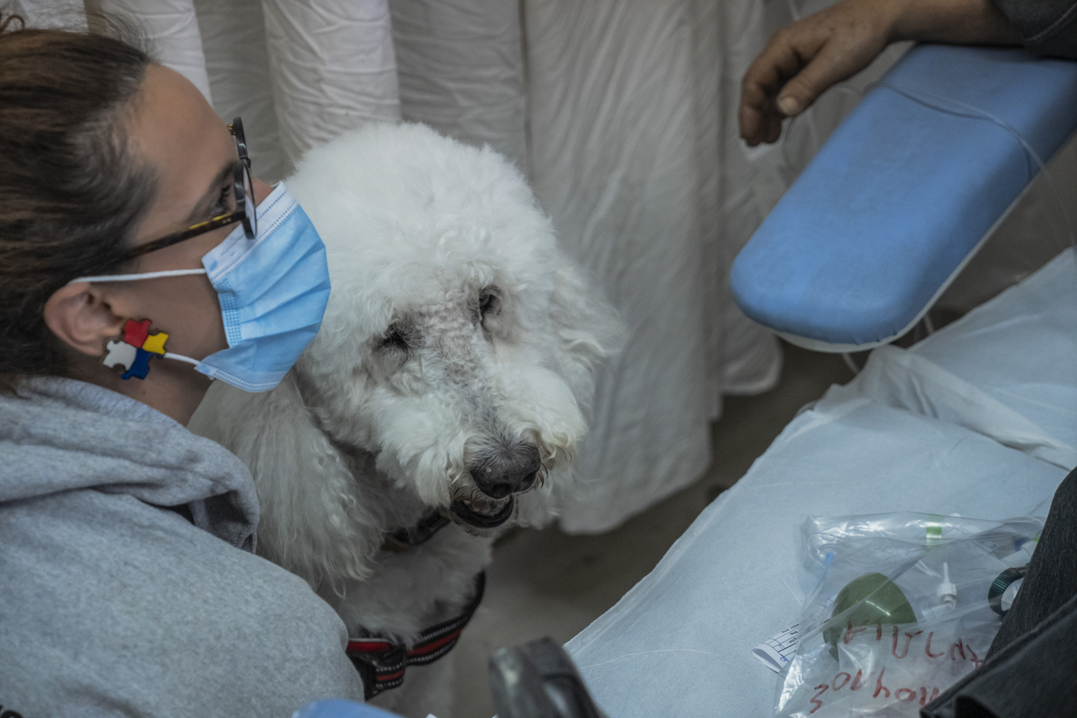 σκύλος θεραπείας