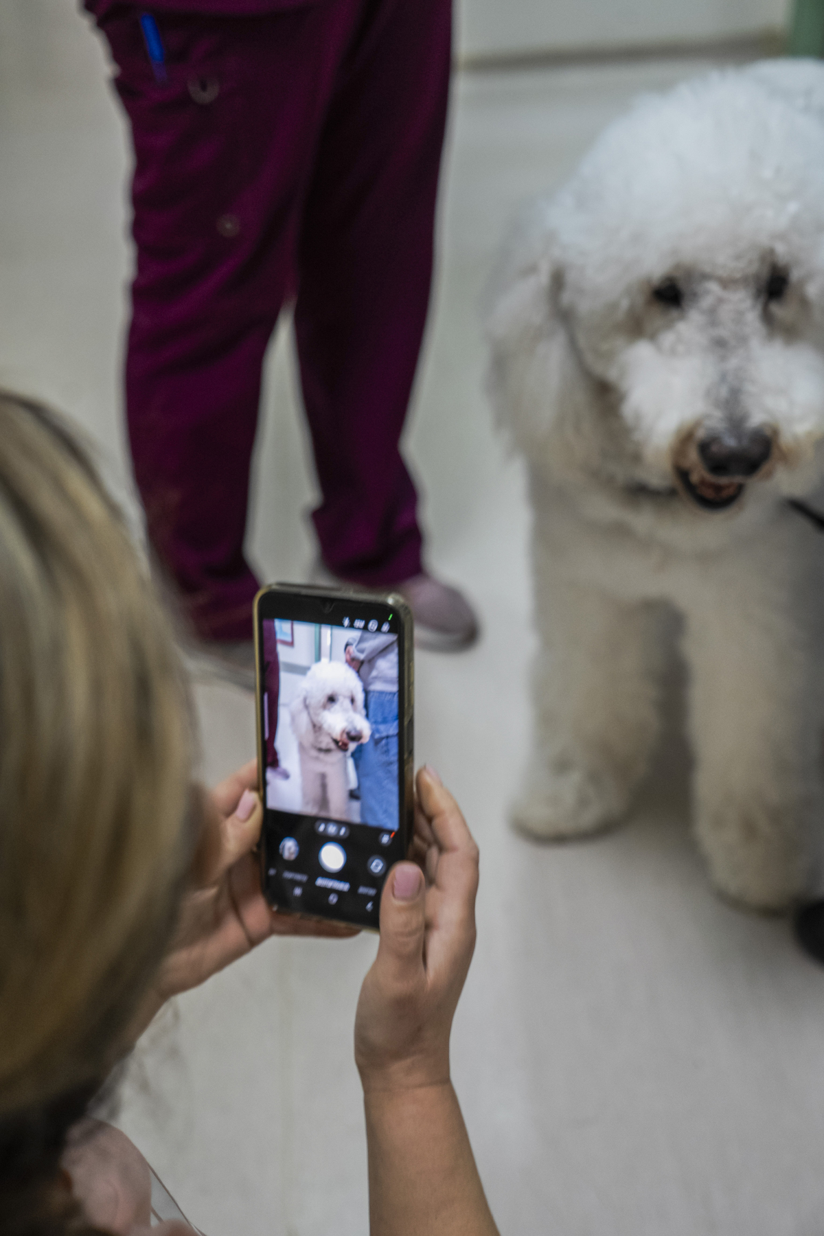 σκύλος θεραπείας