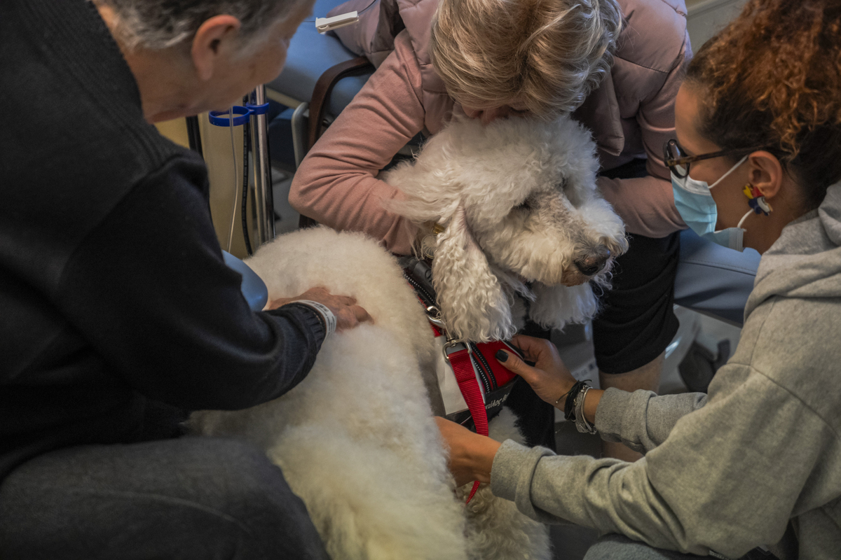 σκύλος θεραπείας