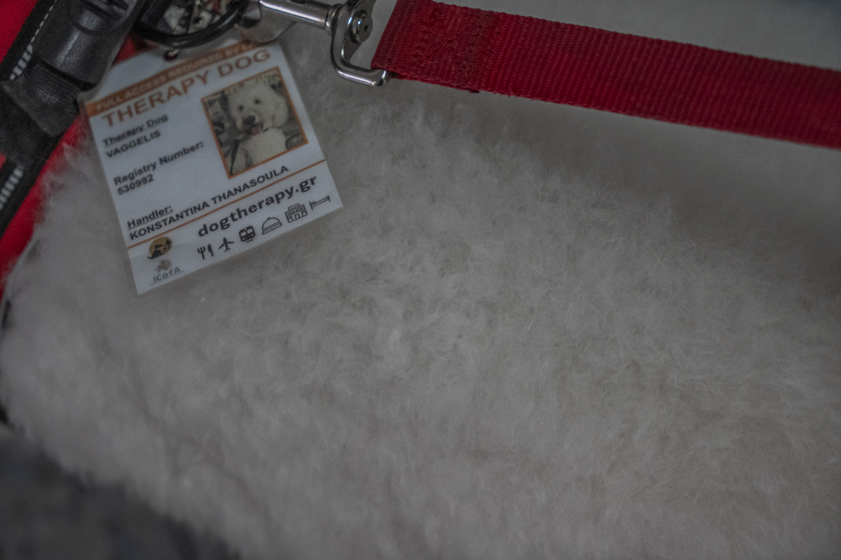 σκύλος θεραπείας