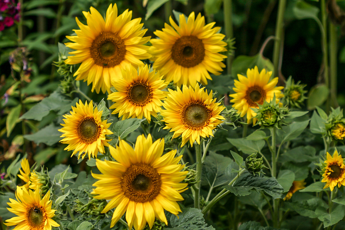 9 ανοιξιάτικα λουλούδια που ανθίζουν γρήγορα στον κήπο και το μπαλκόνι