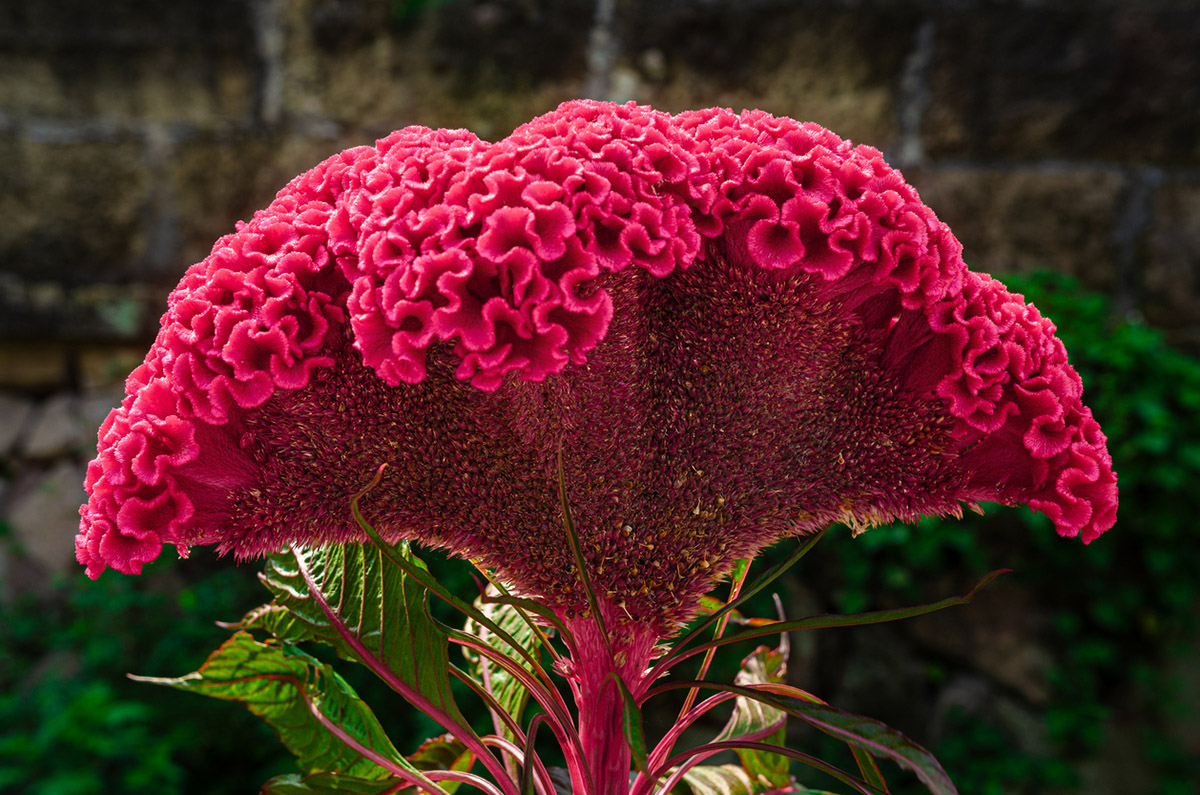 9 ανοιξιάτικα λουλούδια που ανθίζουν γρήγορα στον κήπο και το μπαλκόνι