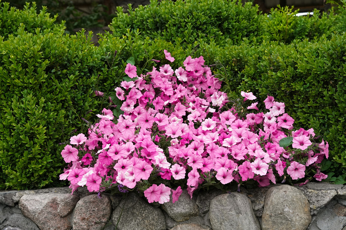 9 ανοιξιάτικα λουλούδια που ανθίζουν γρήγορα στον κήπο και το μπαλκόνι