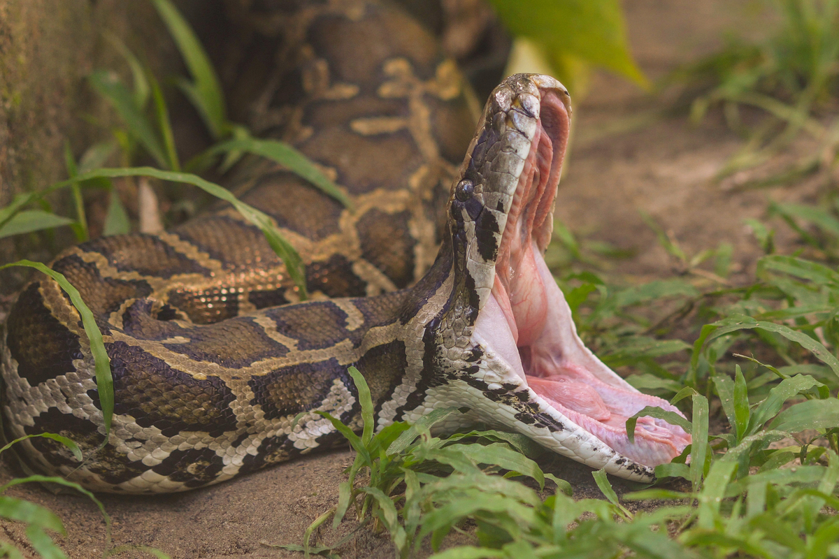 Bιρμανικός πύθωνας