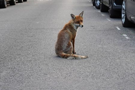 Γιατί φτάνουν αλεπούδες στο Παγκράτι και το Κολωνάκι;