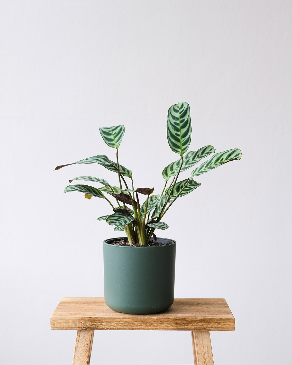 φυτά και σπίτι