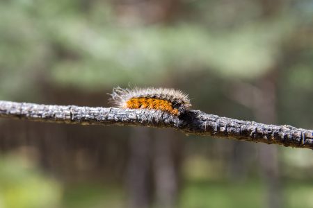 Κάμπιες στα πεύκα: Αλλεργιολόγος εξηγεί τι προκαλούν και πώς να προφυλαχθείς