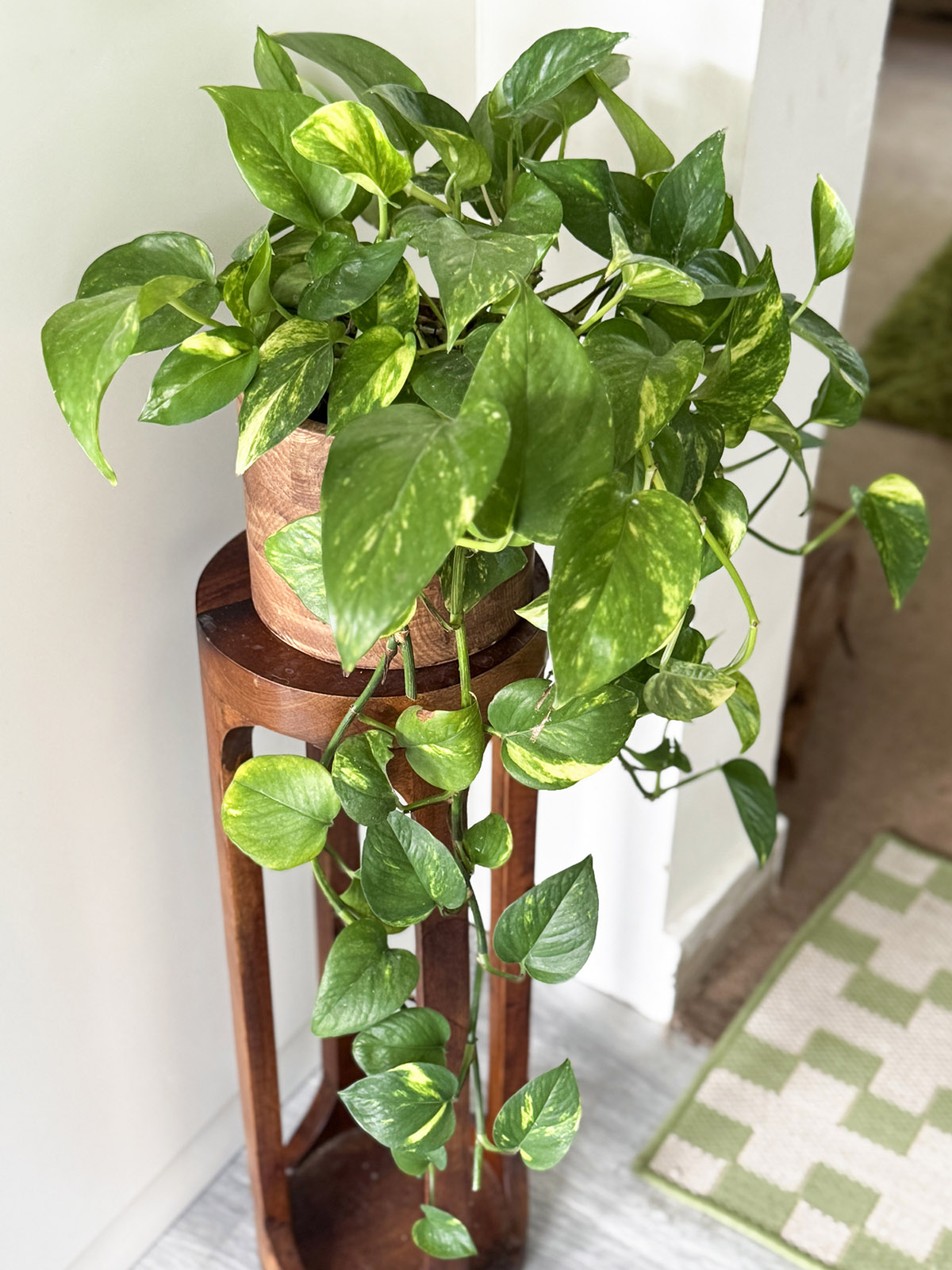 φυτά στο σπίτι