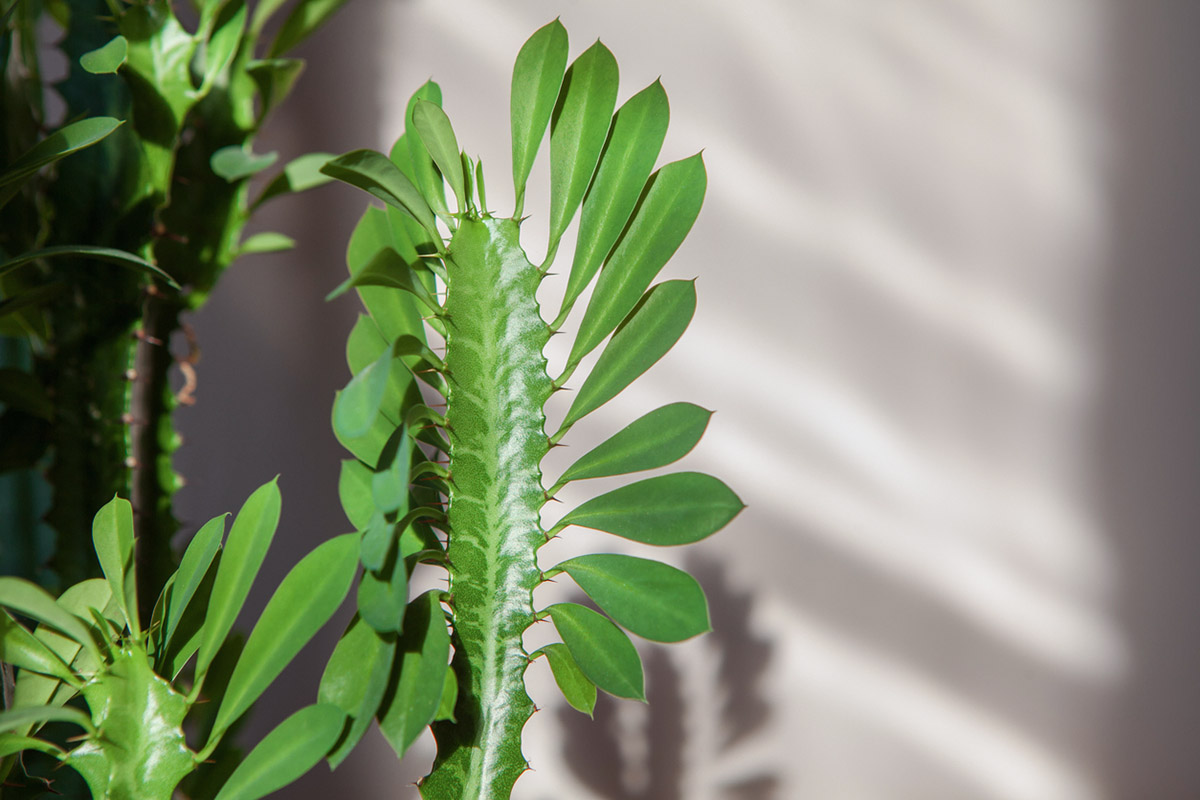 Έχει 120 φυτά και μοιράζεται 3 tips για να κρατήσεις ζωντανά και τα δικά σου