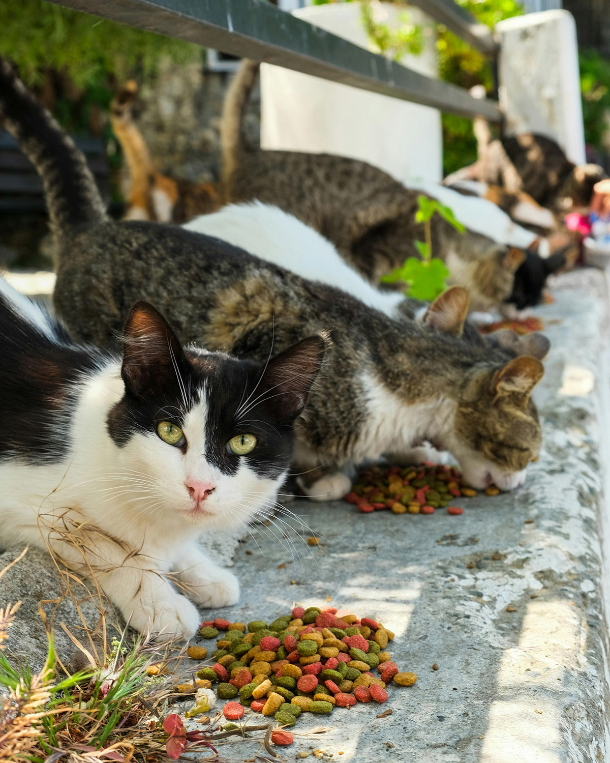 αδέσποτα ζώα