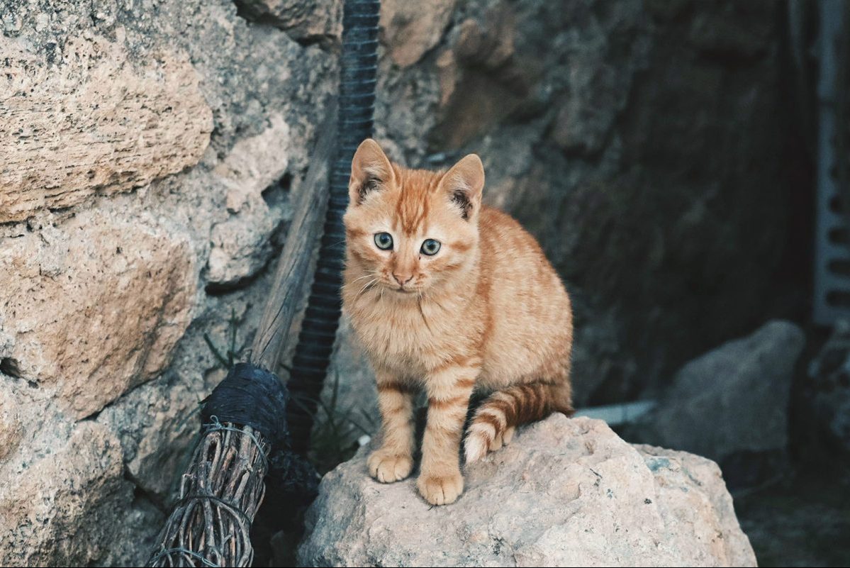 αδέσποτα ζώα