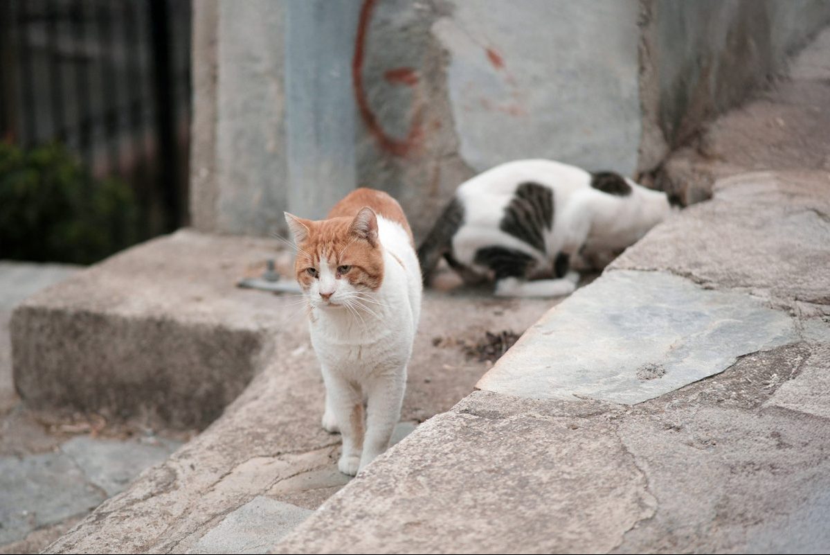 αδέσποτα ζώα