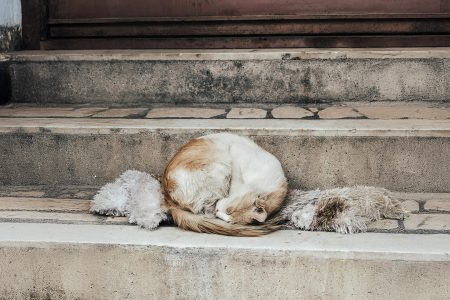 Ποιοι φροντίζουν καθημερινά τα αδέσποτα ζώα της Αθήνας;