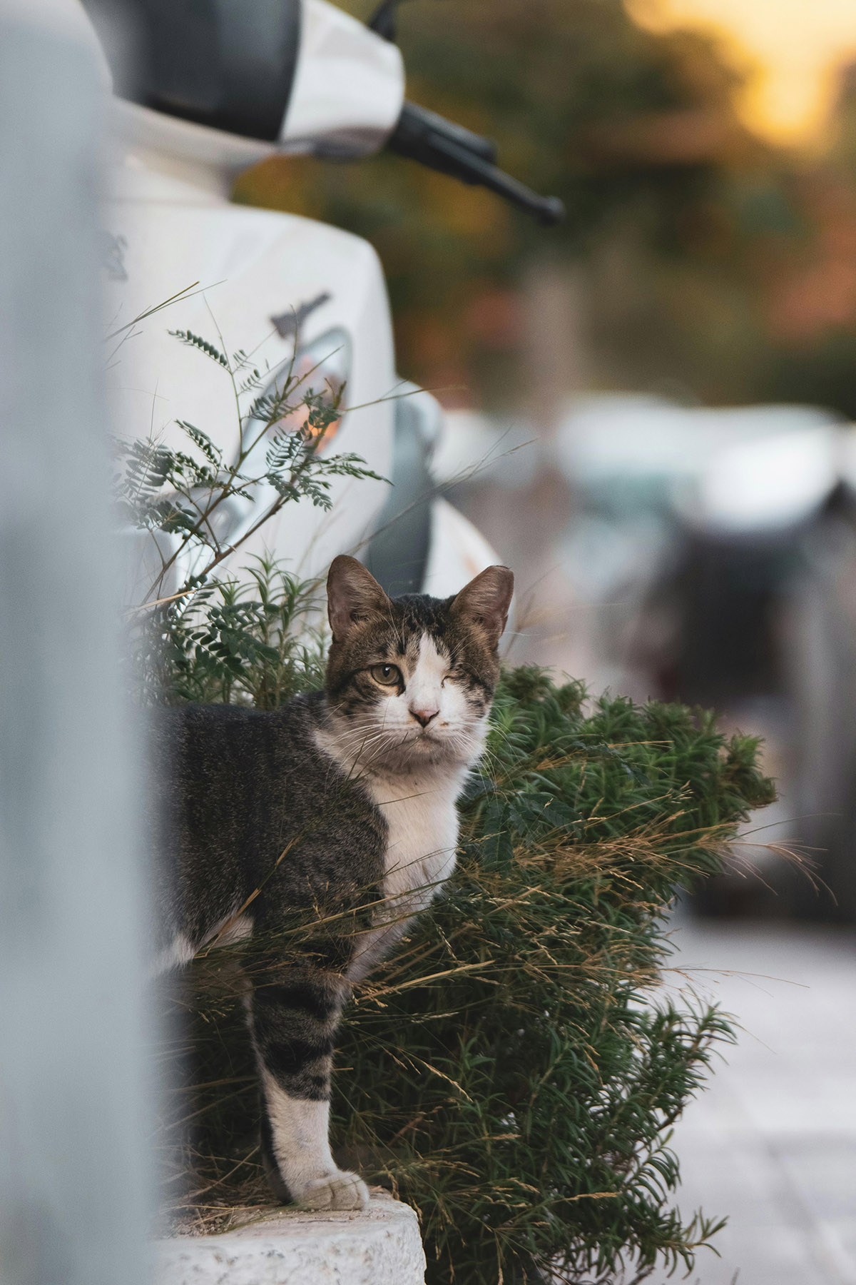 αδέσποτα ζώα