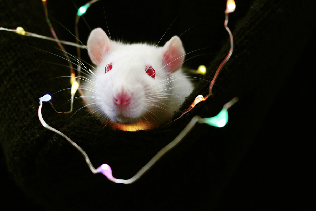 Πώς η άσκηση «επανασυνδέει» τον εγκέφαλο