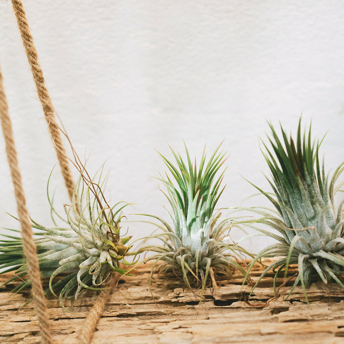 φυτά και μπάνιο