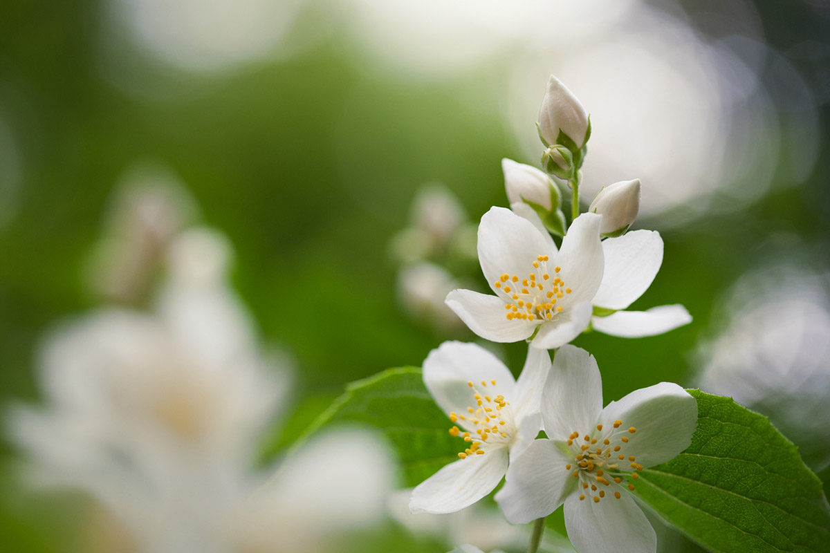 λουλουδάτα αρώματα