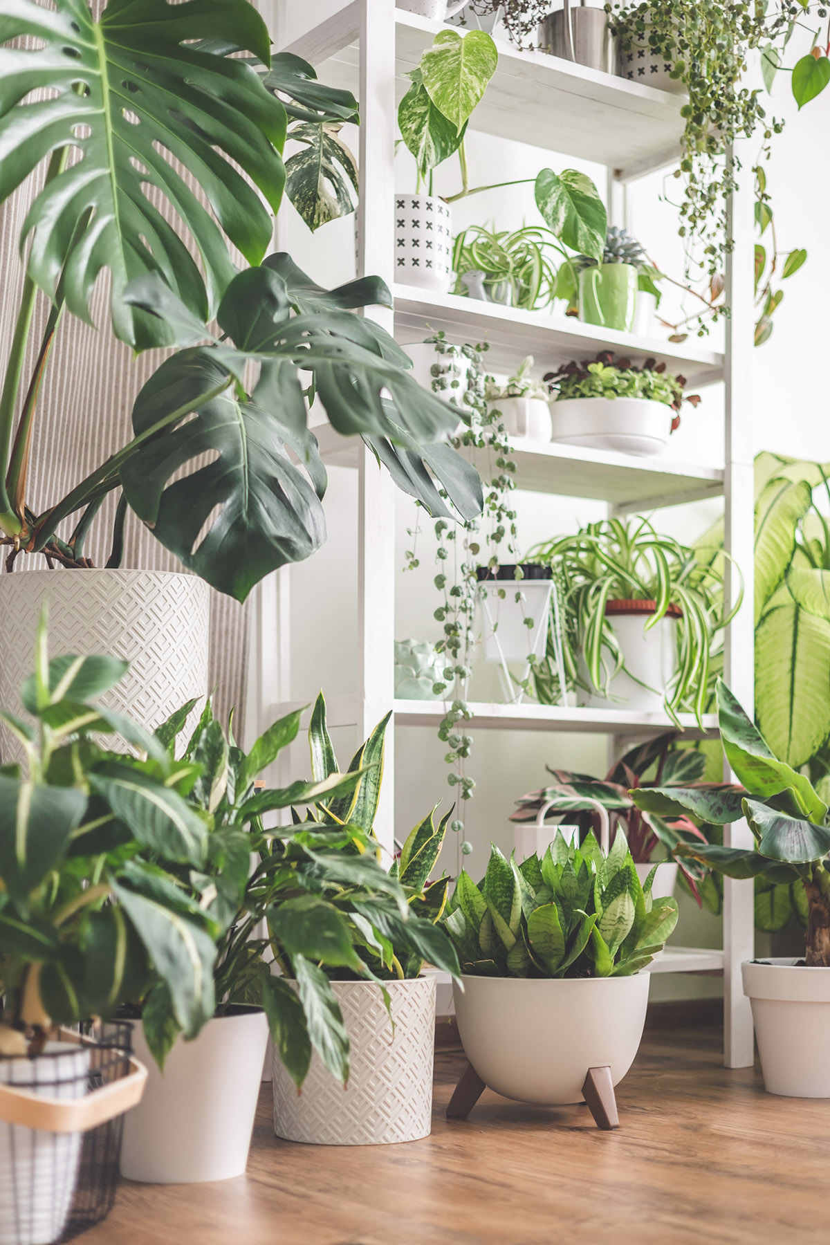 Έχει 120 φυτά και μοιράζεται 3 tips για να κρατήσεις ζωντανά και τα δικά σου