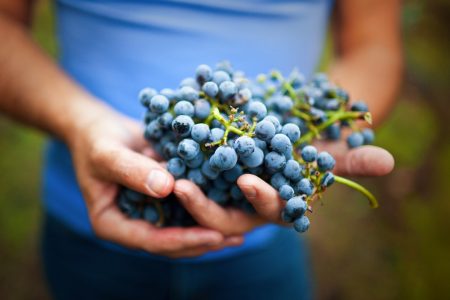 Μπορούν τα μούρα ή το κρασί να σε «γυμνάσουν» όπως η άσκηση;