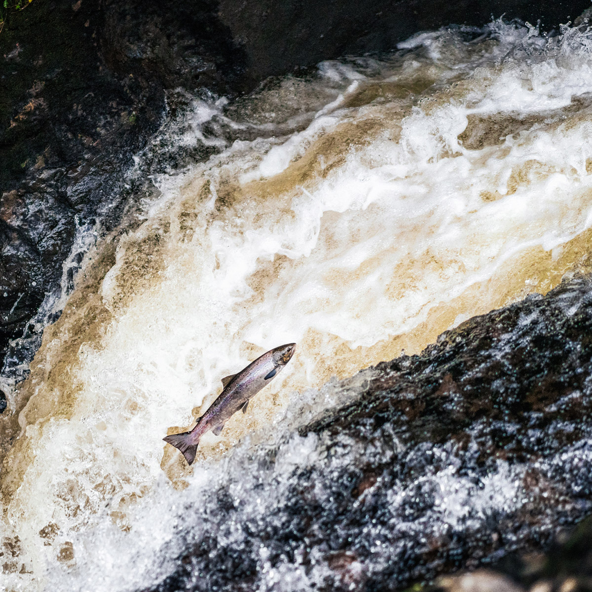 κορεάτικα συστατικά