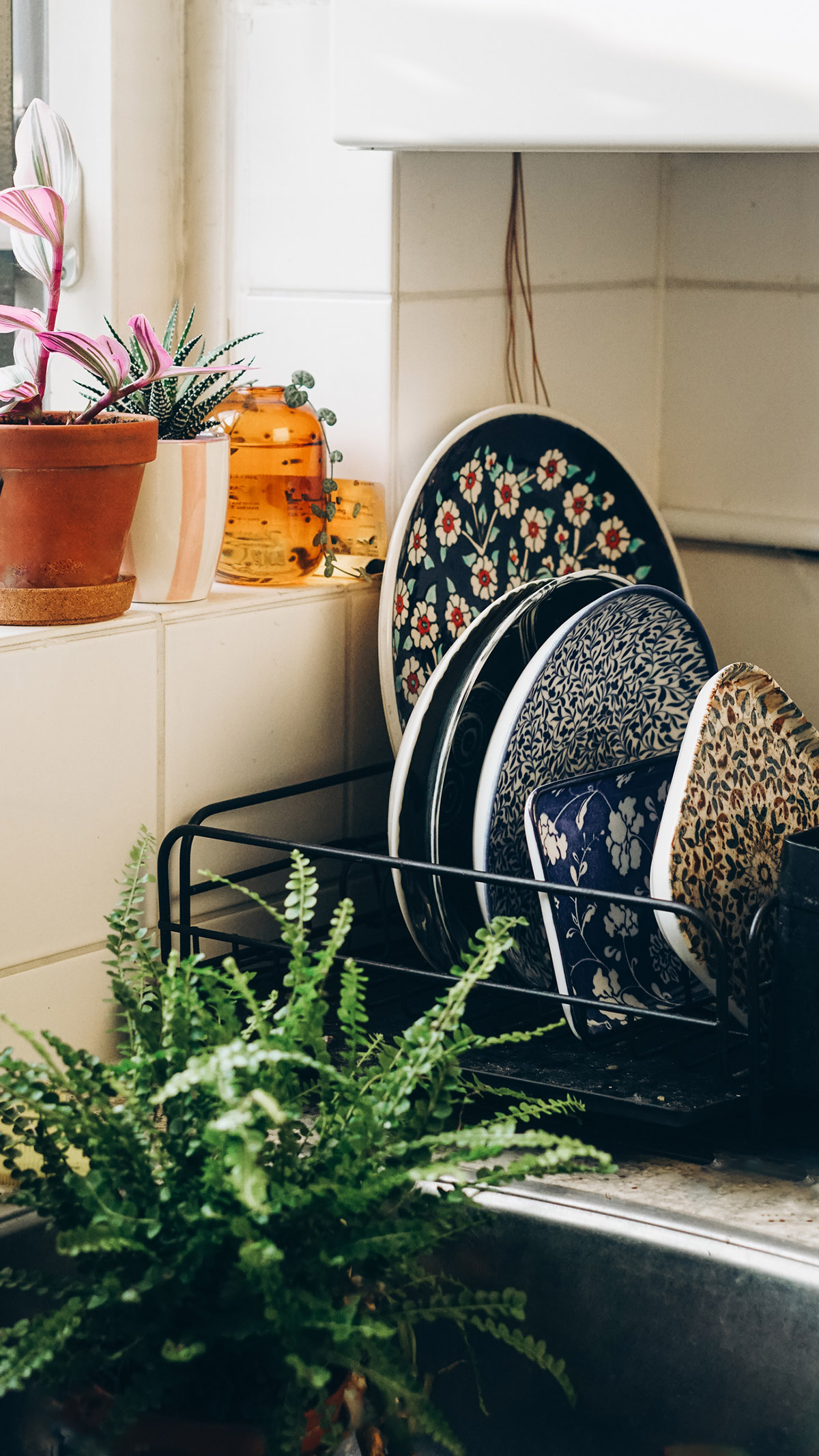 Έχει 120 φυτά και μοιράζεται 3 tips για να κρατήσεις ζωντανά και τα δικά σου