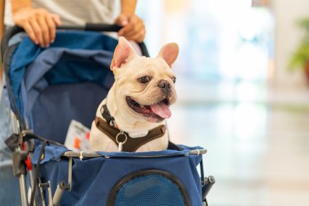 «Γονείς κατοικίδιων»: Μπορεί η φροντίδα ενός ζώου να θεωρηθεί γονεϊκότητα;