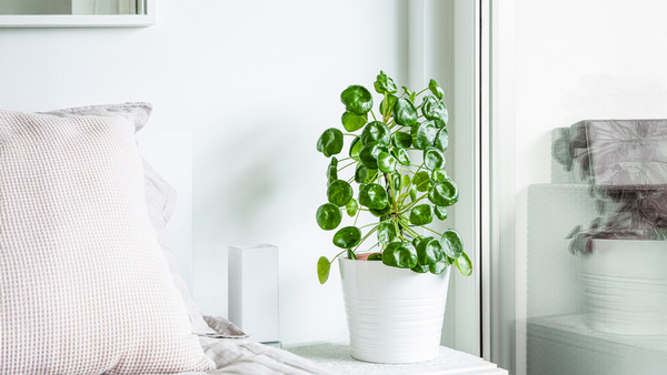 <php echo $editor_pick__image['alt']; ?>