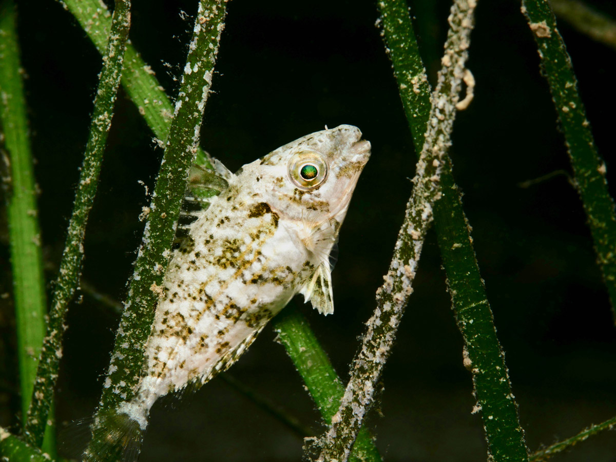 Άσε τον μπακαλιάρο και πιάσε τον γερμανό: Ώρα να αλλάξουμε προτιμήσεις στην ψαροφαγία