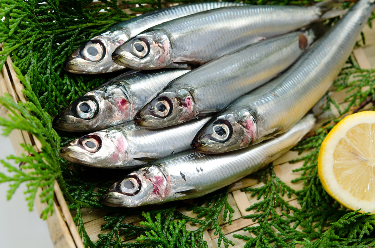 Άσε τον μπακαλιάρο και πιάσε τον γερμανό: Ώρα να αλλάξουμε προτιμήσεις στην ψαροφαγία