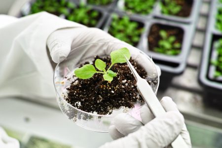 Ένας γενετιστής εξηγεί γιατί δεν πρέπει να περάσει το νέο νομοσχέδιο για τα μεταλλαγμένα τρόφιμα