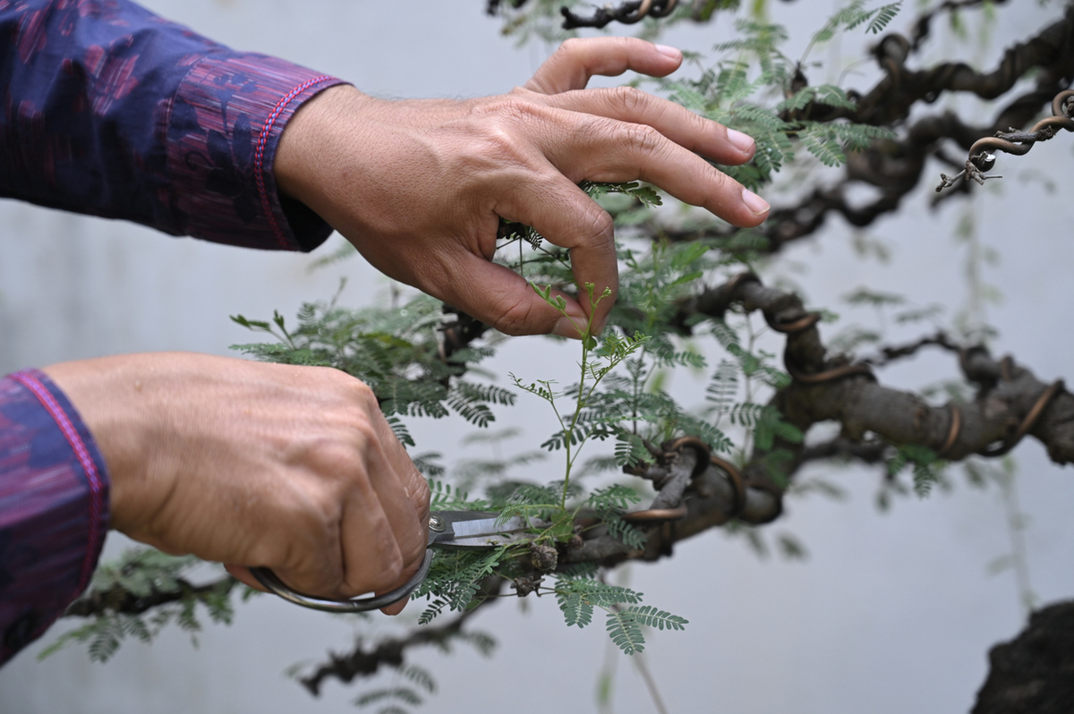 Penjing: Η αρχαία τέχνη που σε ηρεμεί, κάνοντας τη φύση μινιατούρα