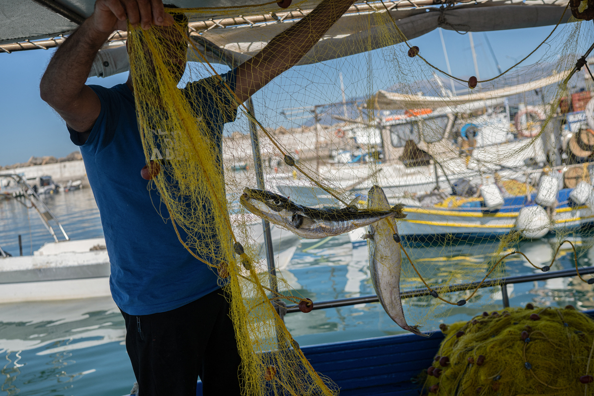 Τι να κάνεις αν βρεθείς να κολυμπάς παρέα με λαγοκέφαλους