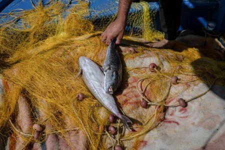 Τι να κάνεις αν βρεθείς να κολυμπάς παρέα με λαγοκέφαλους