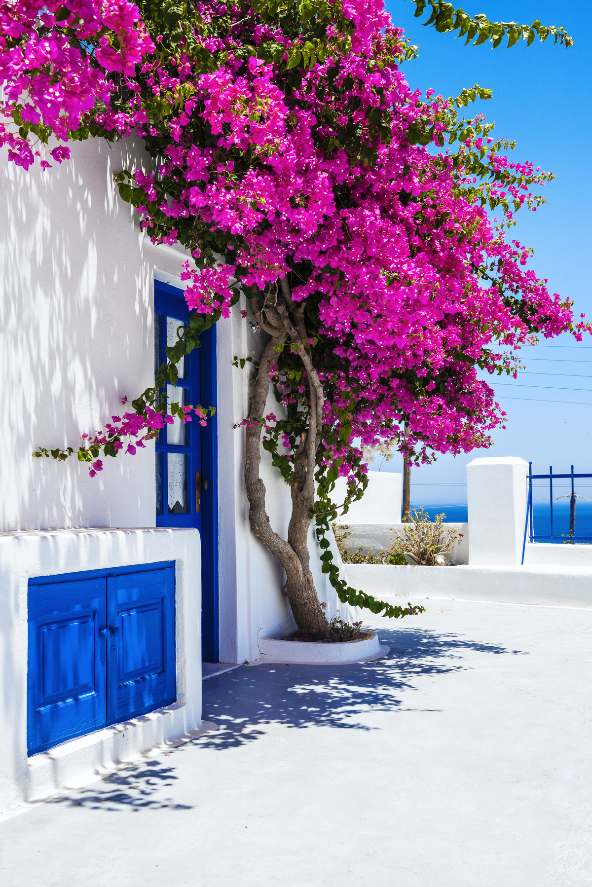 βουκαμβίλια