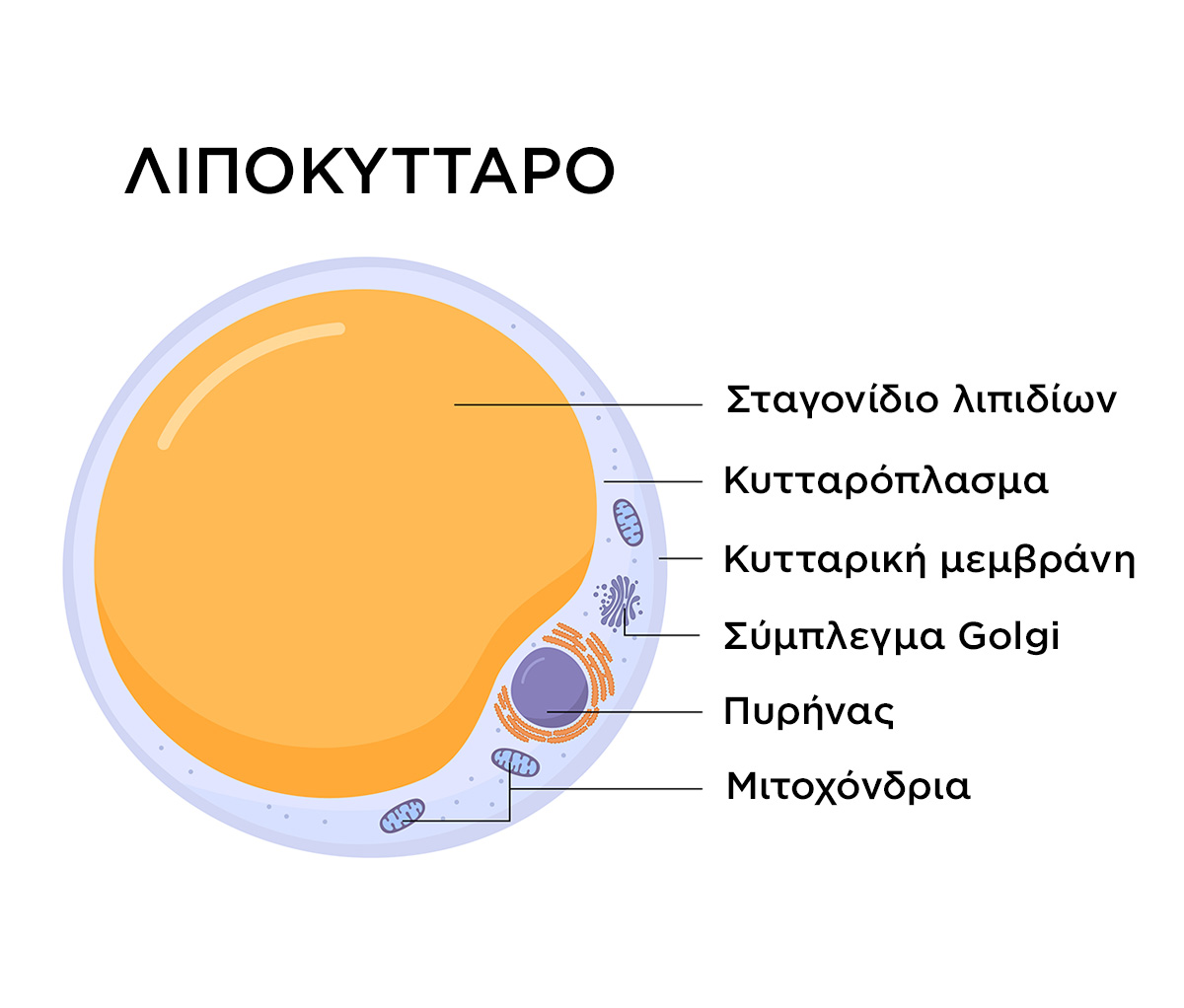 λίπος