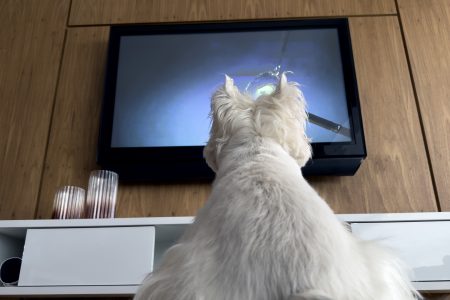 Η σειρά του Netflix που θα απολαύσει ο σκύλος σου